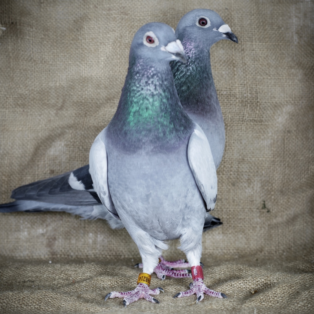 افضل شركة مكافحة الحمام الامارات افضل شركة مكافحة الحمام الامارات