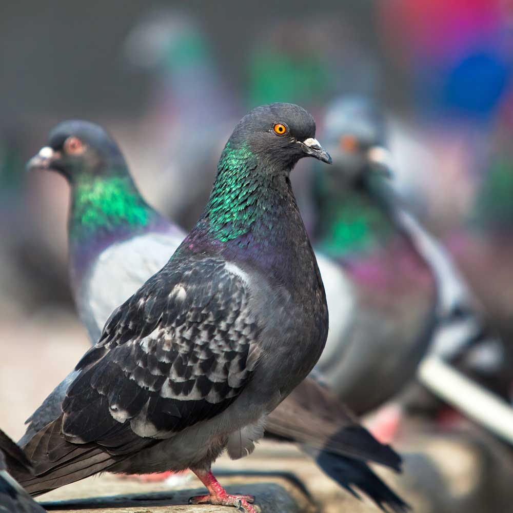 افضل شركة مكافحة الحمام في ابوظبي افضل شركة مكافحة الحمام في ابوظبي