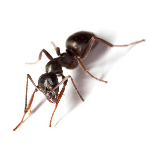 شركة مكافحة النمل ابوظبي شركة مكافحة النمل ابوظبي
