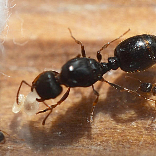 شركة مكافحة النمل دبي شركة مكافحة النمل دبي